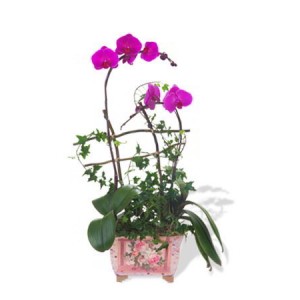 New Year Phalaenopsis Orchid