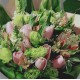 One Dozen Pink Color Roses Bouquet, Sleeping Queen Medium size