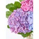 The Andrea Vase  - Three Hydrangea